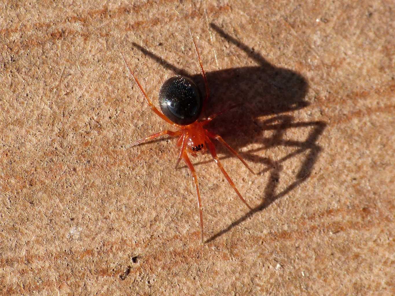 Piccolo Linyphiidae terricolo - Ostia (RM)